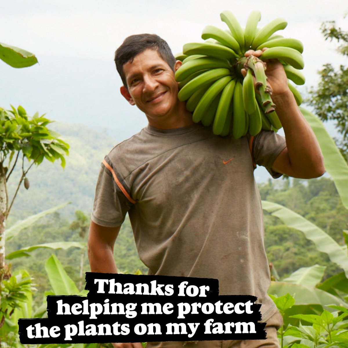 AllGoodBananas's tweet image. A lot of people say our bananas taste better. We KNOW they leave a better taste in your mouth! #tastethejustice