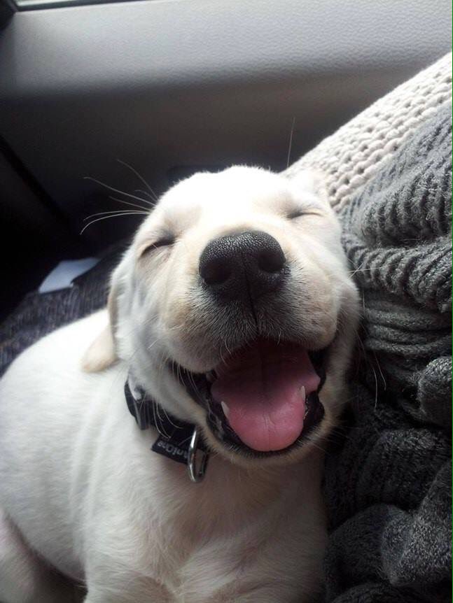 CutestThings8's tweet photo. Smile https://t.co/97wYFTABgZ