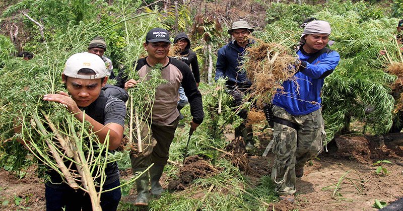 TNI Temukan 2,5 Hektare Ladang Ganja di Tor Sihite, Mandailing Natal, Sumatera Utara.
news.okezone.com/read/2016/07/2…