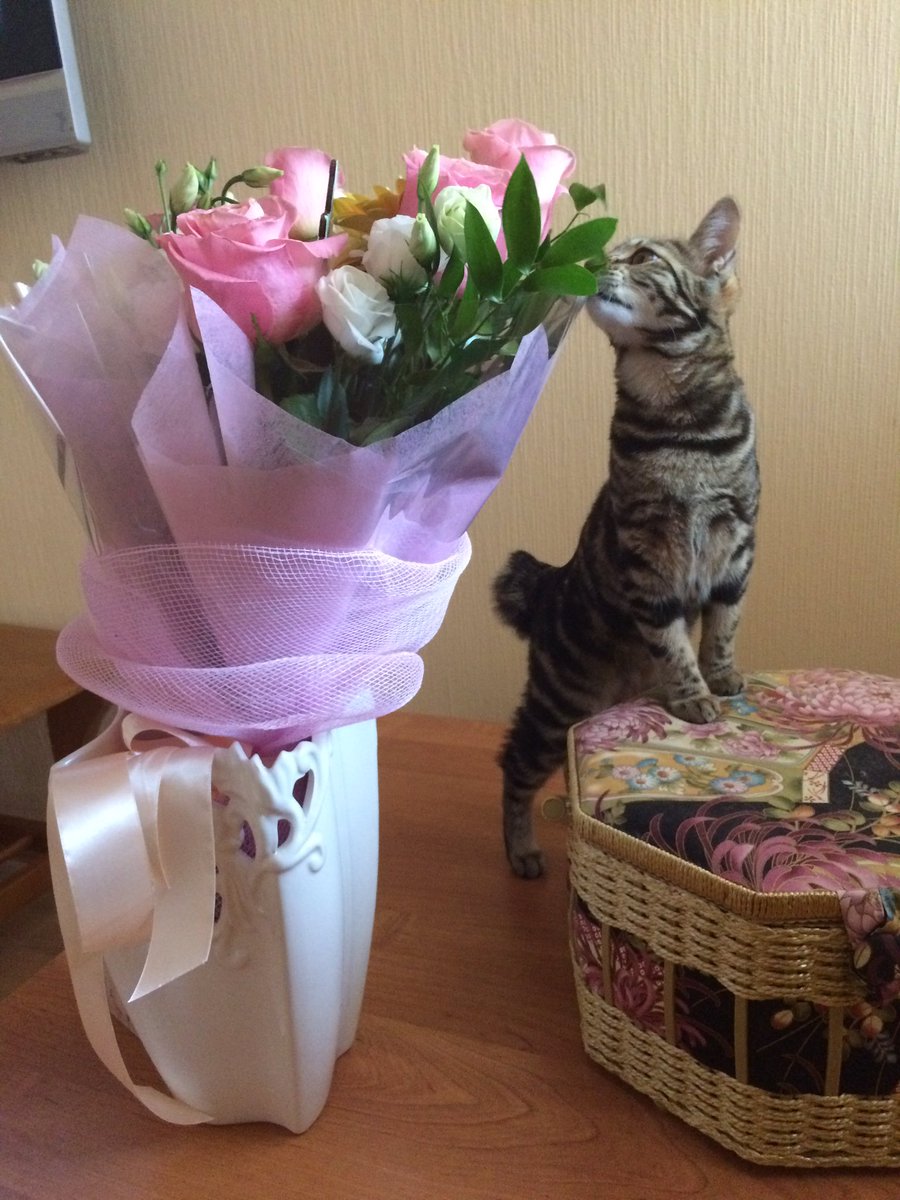 🌹🐱