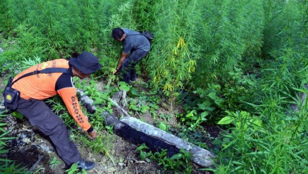0,5 Hektar Ladang Ganja Ditemukan di Distrik Oksibil, Papua.
beritasatu.com/nasional/37618…

LGN.or.id