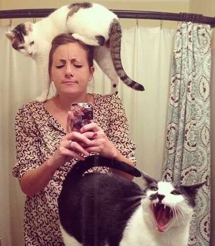 StumblerVideos's tweet photo. Cat ownership summed up in a photo. https://t.co/Ntc958h7qS