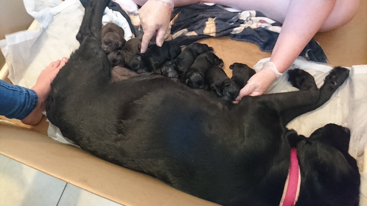 ollie549's tweet photo. Fair play to mumma cleo for pushing out 7 little pups #5black #2brown #labradours #puppies https://t.co/nBse6DX5Zk