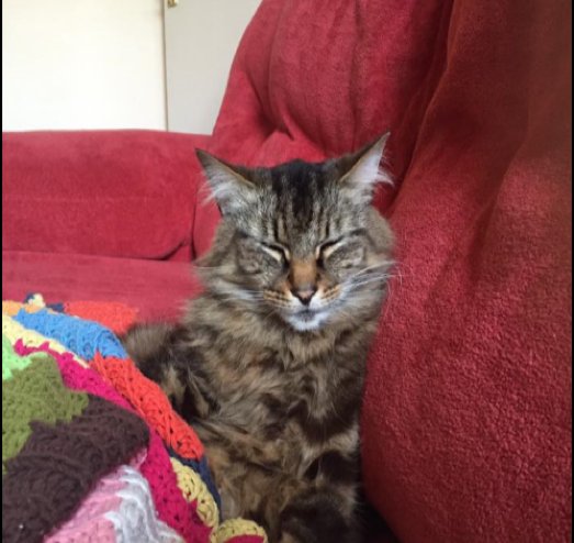 alphasetdesign's tweet photo. #HAVEYOUSEENHAMISH?LONG HAIRED MALE TABBY KING JOHN ST PLEASE CALL 07808132902 LAST SEEN SAT 24TH JULY #HEATON https://t.co/AePT4wlK9Z