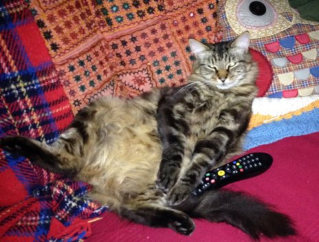 alphasetdesign's tweet photo. #HAVEYOUSEENHAMISH?LONG HAIRED MALE TABBY KING JOHN ST PLEASE CALL 07808132902 LAST SEEN SAT 24TH JULY #HEATON https://t.co/AePT4wlK9Z