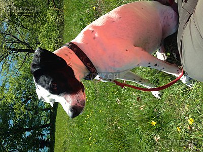 stmz_ch's tweet image. #Hund #vermisst stmz.ch/121085 7312 #Pfäfers #weiblich gefleckt weiss schwarz