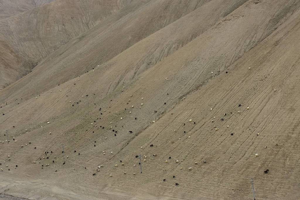 alisajid_m's tweet photo. Sheep grazing
#sheep #grazing #leh #ladakh #sheepgrazing #mountain #mountainslopes #wild #landscape #nature #coldd… https://t.co/lDHfbRCULS