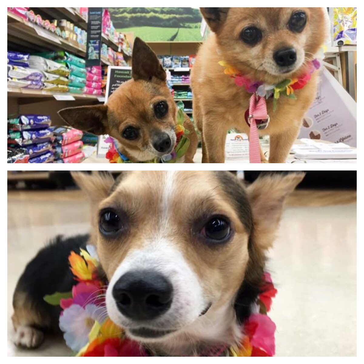 HIDogFoundation's tweet photo. Yang, Kiki and Li'i made a PETCO appearance today despite a little tropical storm weather🐶 @HIDogFoundation #petco https://t.co/z1DJxY7DQs