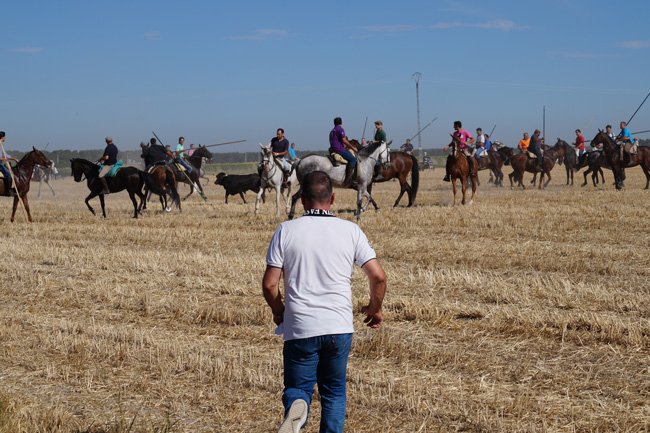 Los encierros por el campo de Navas de Oro con mucha caña  cuellar7.com/segundo-encier… .<a href="/rafamachaquito/">Rafacarbonero</a> <a href="/ernescuellar/">Ernes Fernández</a>