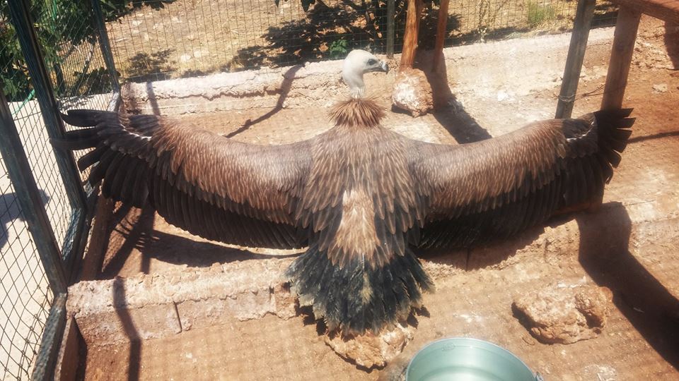 animawild's tweet photo. Gyps Fulvus juveniles stretching out its 2.8m long wingspan in its new temporary home in Crete! #AnimaFacts https://t.co/UbpCvuPjnX
