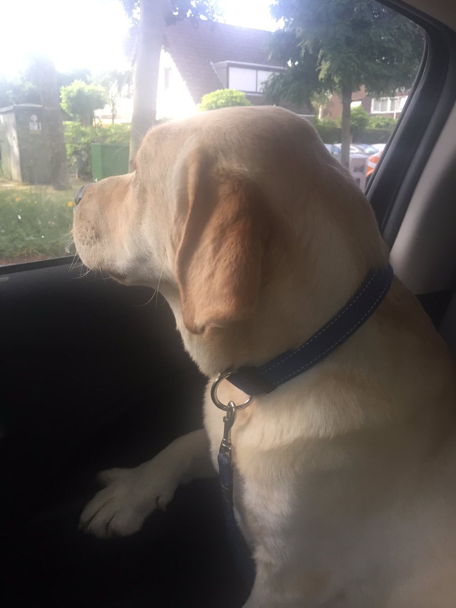 Always dreaming away while driving in the car! #sam #vlogging #dog #Labrador #lifeofsam