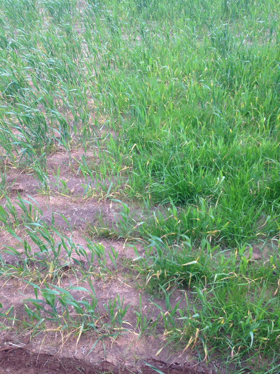 pattohallam75's tweet photo. Midas giving the ryegrass some biffππ» #spraymiss https://t.co/4KS4MBfqqt