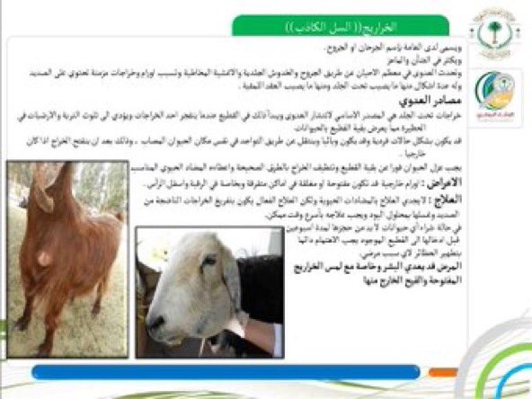 الإتصال المؤسسي في زراعة القصيم On Twitter تنظيف خراج السل الكاذب في رقبة خروف مرفق نشرة تعريفيه عن المرض واسبابه وطرق الوقايه حفظ الله الجميع من كل مكروه