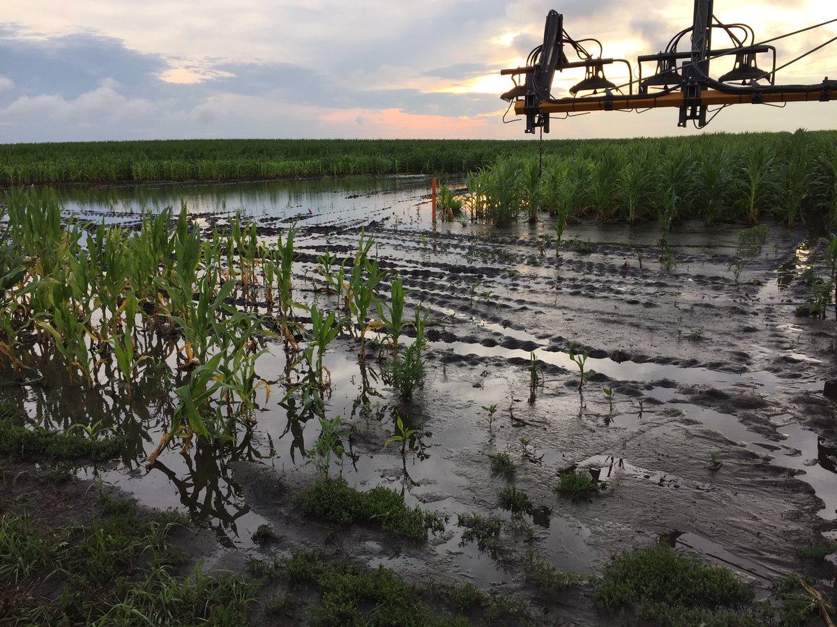 Joeklein83's tweet photo. 2" of rain is great for our 2016 crop, not so helpful in trying to produce 2017's seed corn. #mud #bigruts https://t.co/q5TN06pXI2