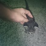 ポケモンＧＯで子猫の命を救う!　そうゆう使い方があったんですねw