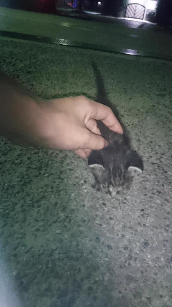 ポケモンＧＯで子猫の命を救う！！　そうゆう使い方があったんですねｗｗ