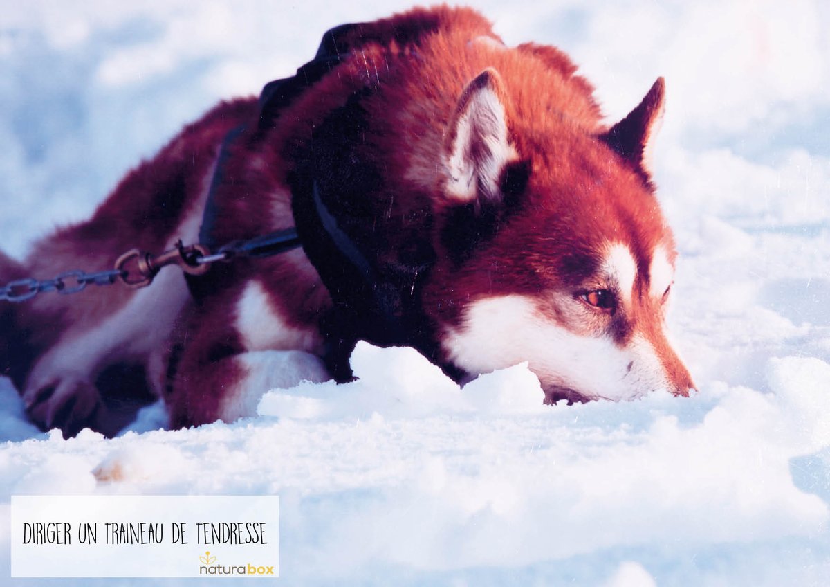 Retrouvez Le Rêve des Neiges et ses magnifiques #chiens de #traineaux dans notre #coffret Eco Activités !