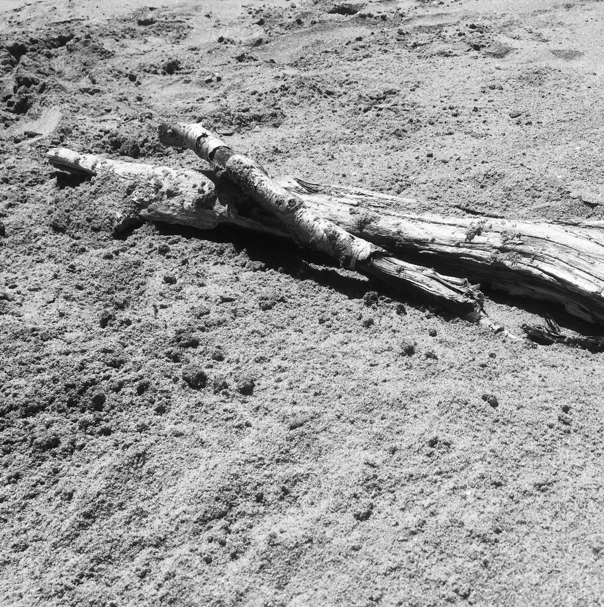 BossBossio's tweet photo. Sitting on a beach in Maine found this piece of driftwood and thought of our PZ community #pzc2016 #ProjectZeroHGSE https://t.co/OA8ZYOkBsu