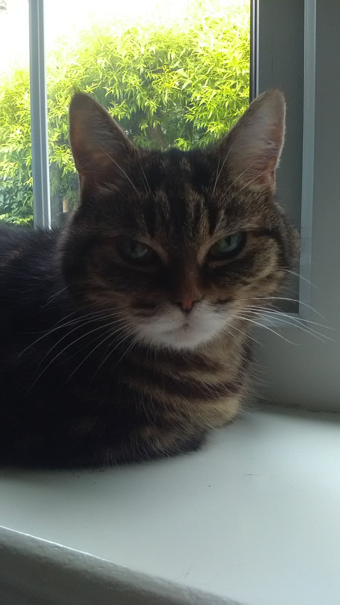 GemRockKittyCat's tweet photo. Going 2 B away from Twitter 4 a while, due 2 a human family member's health problem. B back soon, hopefully. https://t.co/qilHKPlRvC