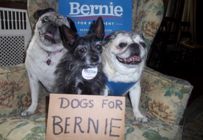 ultramodernpet's tweet photo. 'Dogs United for Bernie' have now officially become 'Dogs United for Trump'... Feel the Bern for Trump! https://t.co/ROrR6b86HR