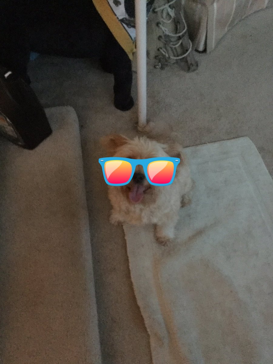 HarperPooch's tweet photo. Hello again I just played with my friend this morning https://t.co/RDlKS7UZ2q