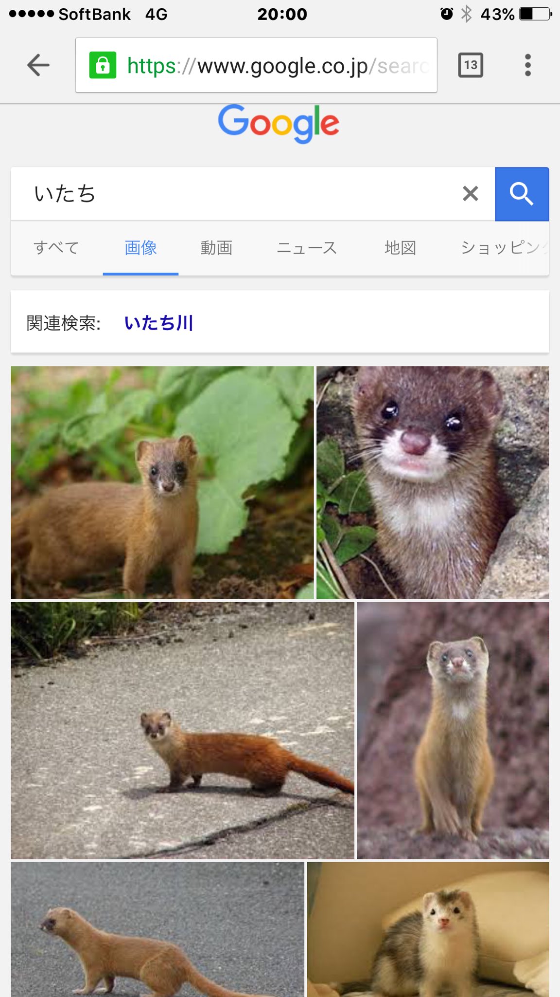 トミモと 大阪 靭公園には ポケモンの捜人がウヨウヨ いつも通り老犬と小道を散歩していると 走る生き物が ピカチューではなく2匹のイタチでした N イタチと初めて目があった 残念ながらゲットは出来なかった 写真はスクショ