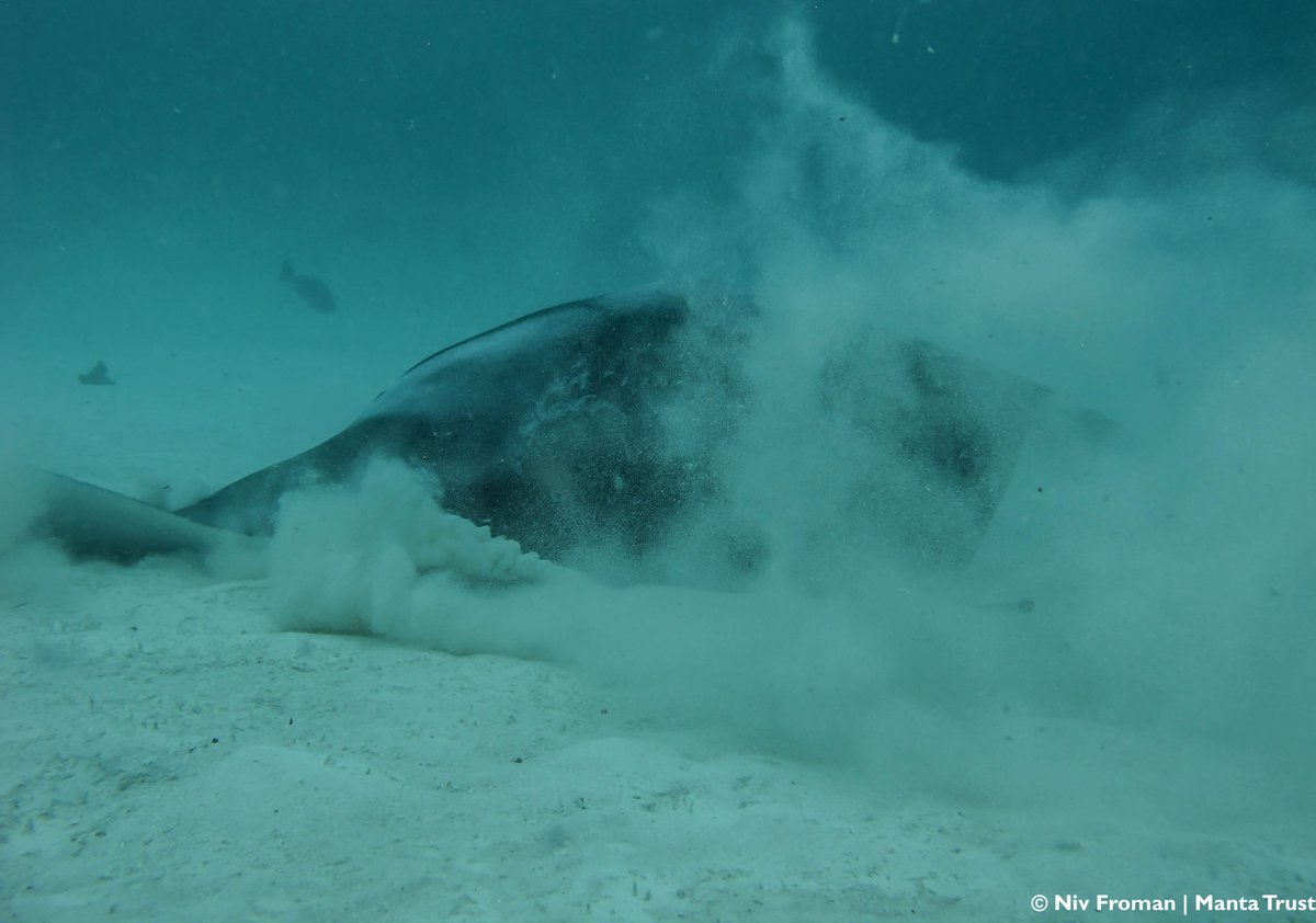 MantaTrust's tweet photo. Happy #MantaMonday! Sometimes a good old scratch in the sand is irresistible for #Mantas in Hanifaru Bay, Maldives! https://t.co/NWC9bwHdQ2