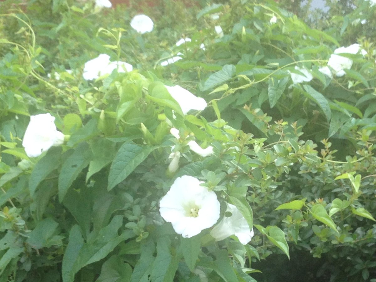KGucer's tweet photo. Morning Glories in Charlottesville. First day of https://t.co/907uuQGliQ! https://t.co/ERcdGkHIcs