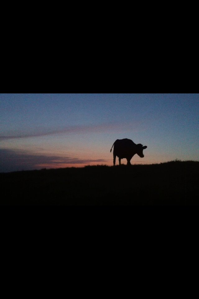 thisisdairy's tweet photo. In 1995 there were 30,332 registered dairy holdings in Great Britain there's now less than 11,500 #SupportDairy https://t.co/jt3U9XGKtT