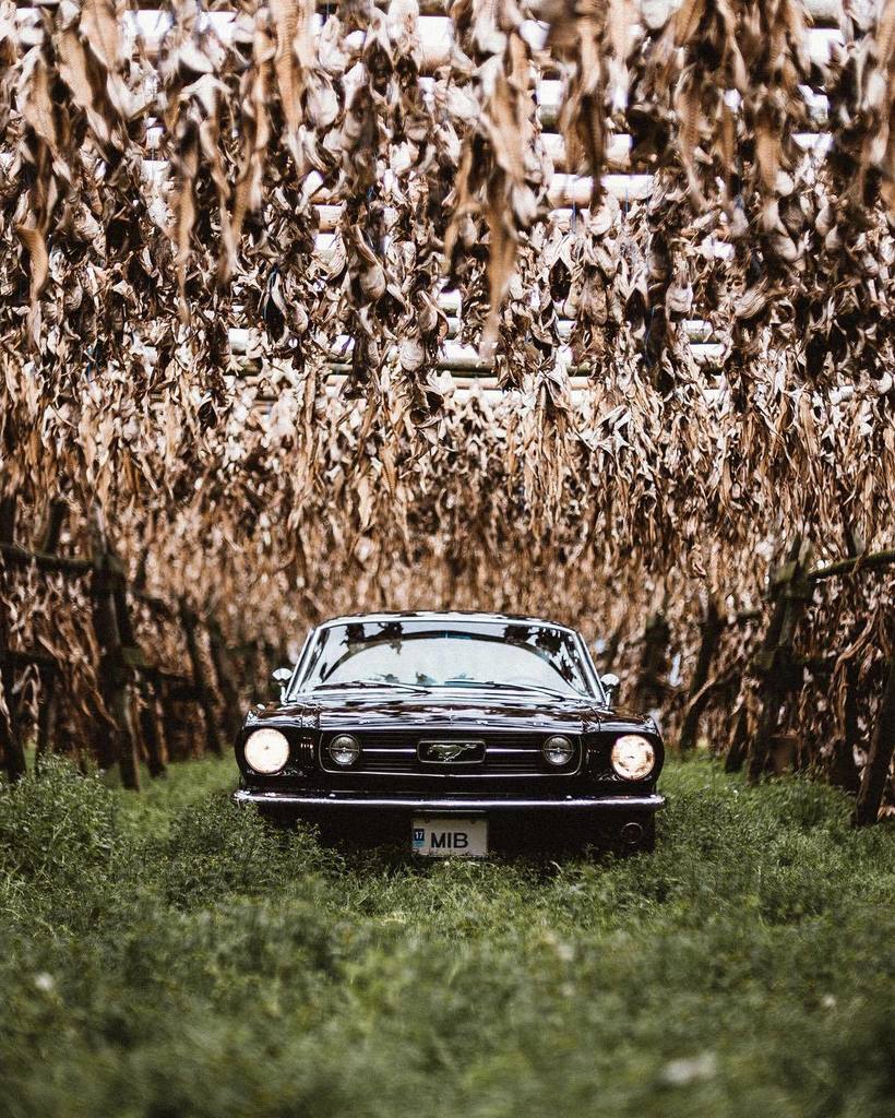 Crouching Pony • 📷: @itxfilms • #DriveTastefully