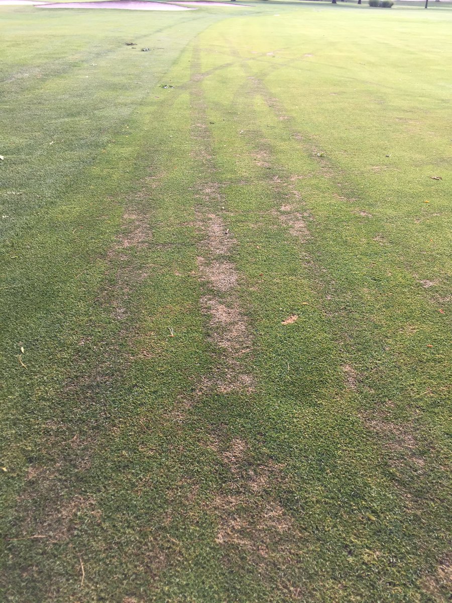 MikeFidanza's tweet photo. Over 1 inch rain last night in SE PA = Pythium on per rye fwys esp in stressed/traffic areas. https://t.co/btTj6UXrmb