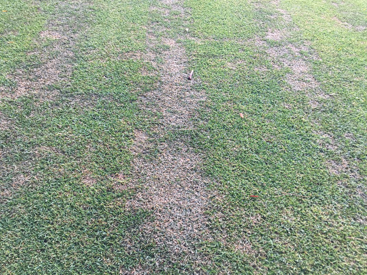 MikeFidanza's tweet photo. Over 1 inch rain last night in SE PA = Pythium on per rye fwys esp in stressed/traffic areas. https://t.co/btTj6UXrmb