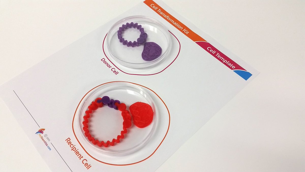 mimioSTEM's tweet photo. Take a look at #plasmids and #cellTransformation with this #3Dprinted kit designed for the classroom! #scichat #bio https://t.co/sKBy0a491b