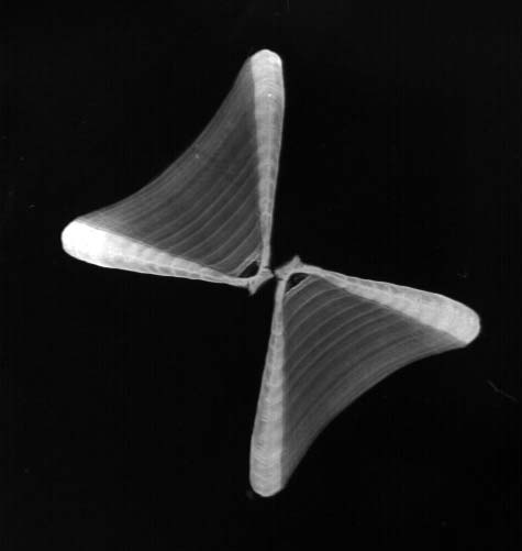 Shark Devocean tweet media