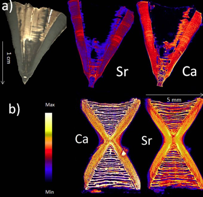 Shark Devocean tweet media