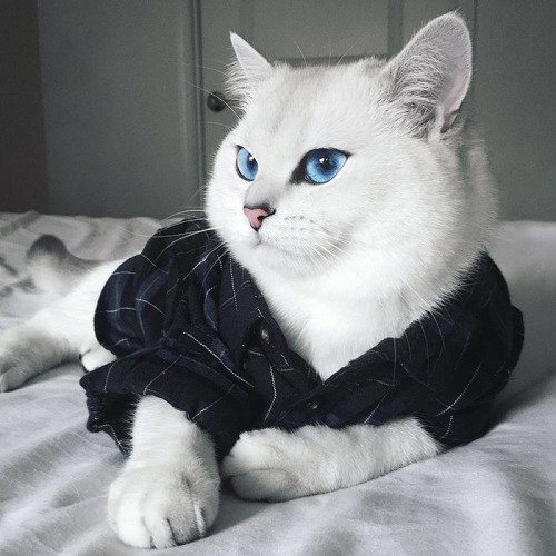 Mundo_Gatos's tweet photo. Los ojos de gato más bonitos de Internet - https://t.co/Spw6DUBdcz https://t.co/191WoCiOfu