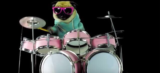 SWareHotDogs's tweet image. Professional drummer 🐶