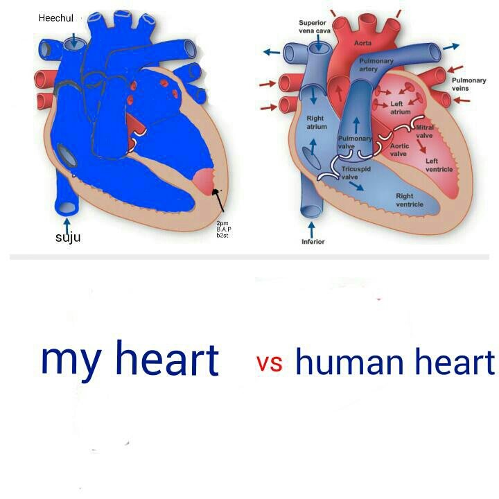 iamfine13's tweet photo. The difference between #myheart and #humanheart
#suju #Heechul
#IamELF https://t.co/Mqvyv2F5ld