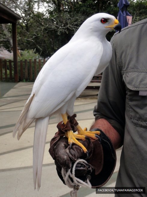 Dünyanın tek beyaz renkli (albino değil) yırtıcısı Kuşların Kralı olarak da bilinen beyaz atmacadır.