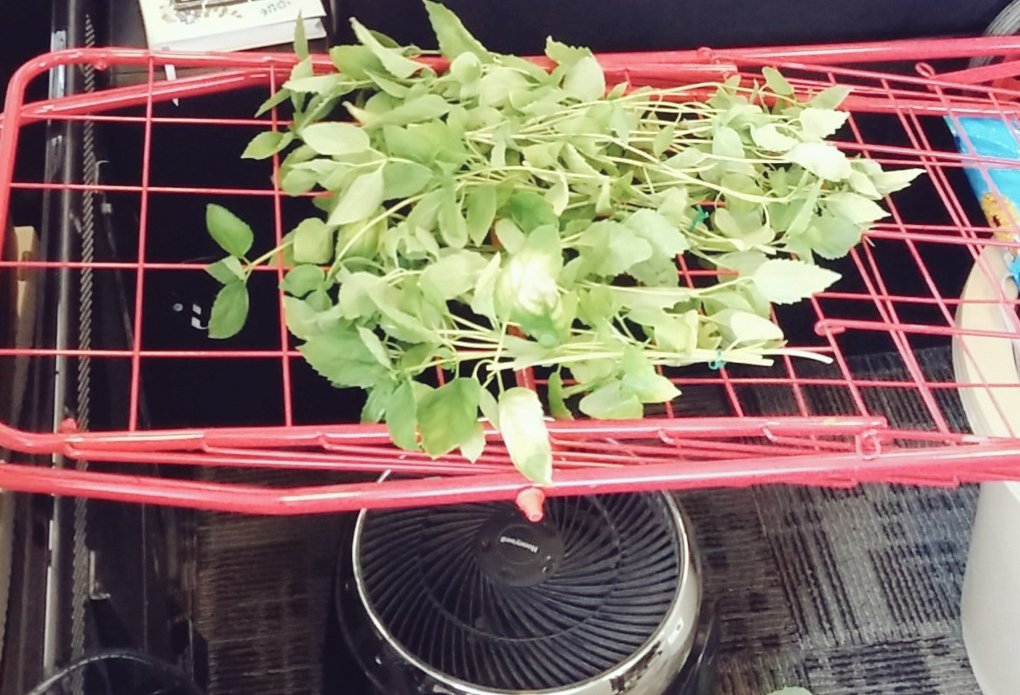indiec0re's tweet photo. Office gardening @xmgstudio. Check out this drying rig I made for the #basil. #urbangarden #foodhacks #gamedev https://t.co/q5rtOStbE7