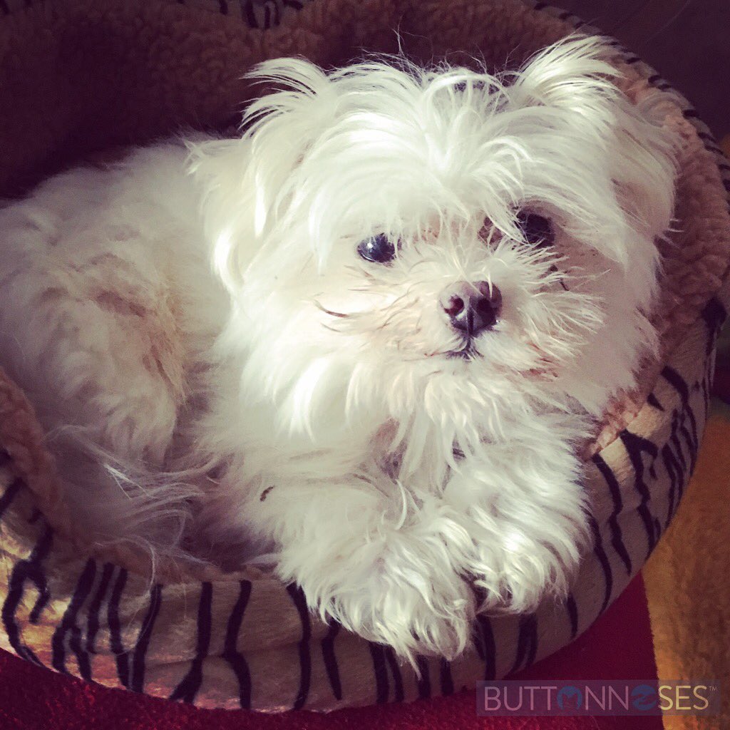 BNoses's tweet photo. Happy Monday, world! Let another awesome week begin at #BUTTONNOSES
#ilovemyjob #dogsandcats https://t.co/6niBb2ae9P