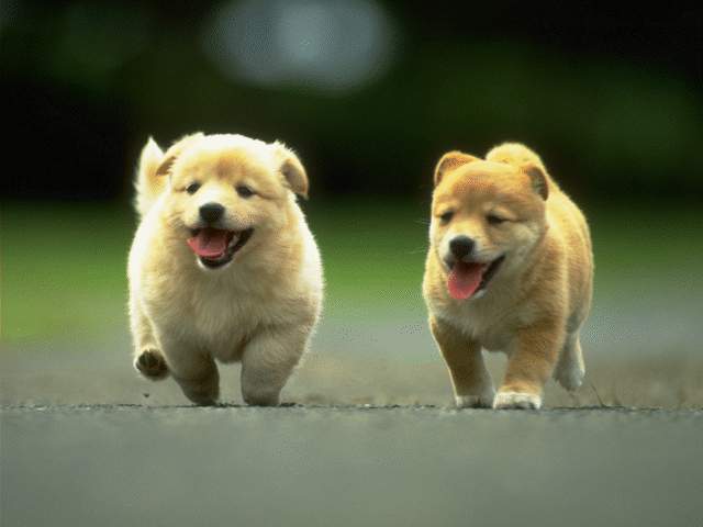 basicmediamgmt's tweet photo. A picture of puppies running?! Is there a better way to start a Monday?
#basicmedia #monday #puppies #whynot https://t.co/f2wzRFw6sk