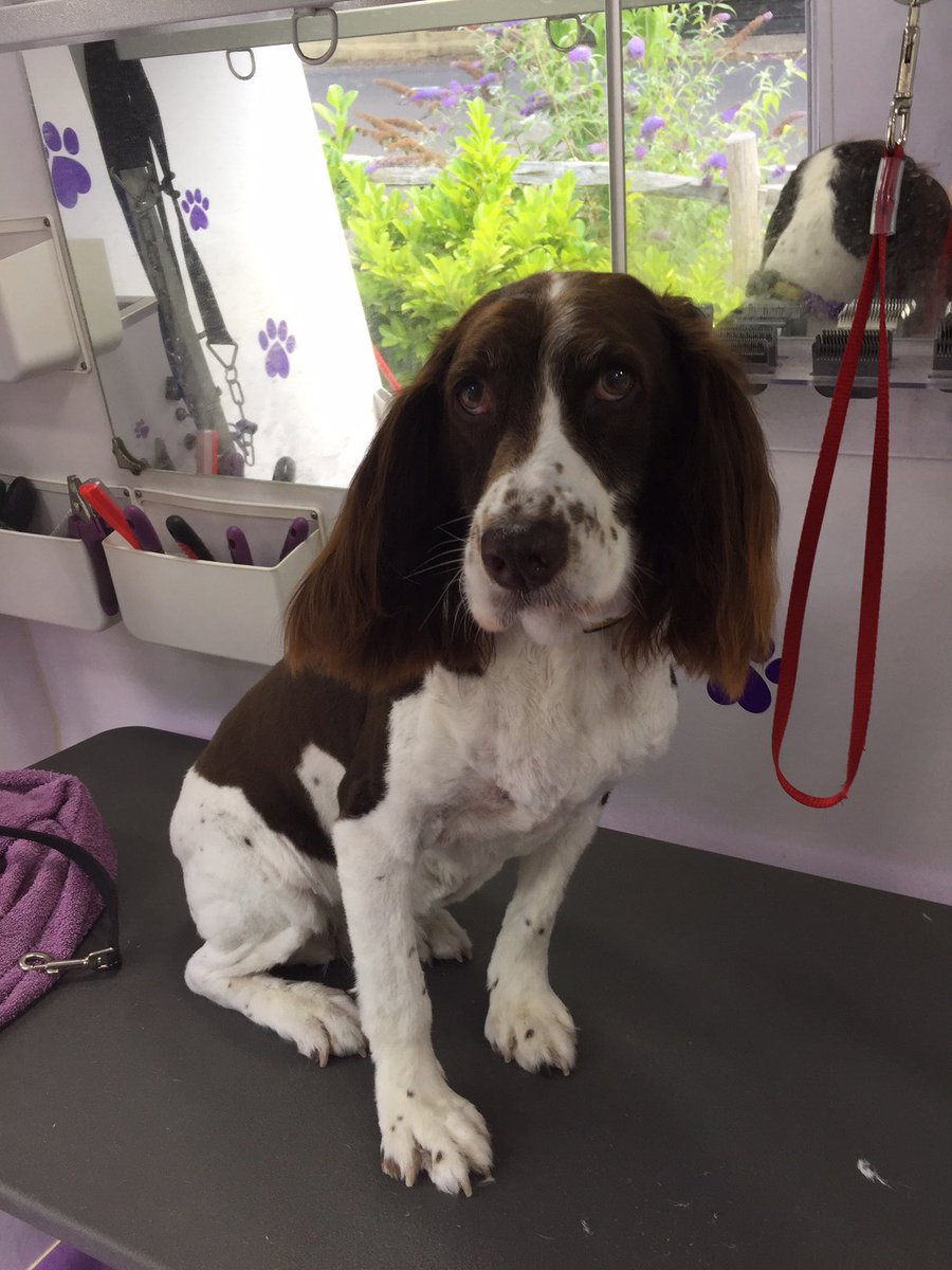 PawsParlourVan's tweet photo. What a sad puppy face!🤗 #dogsofWinchester https://t.co/0rqzloJHGQ