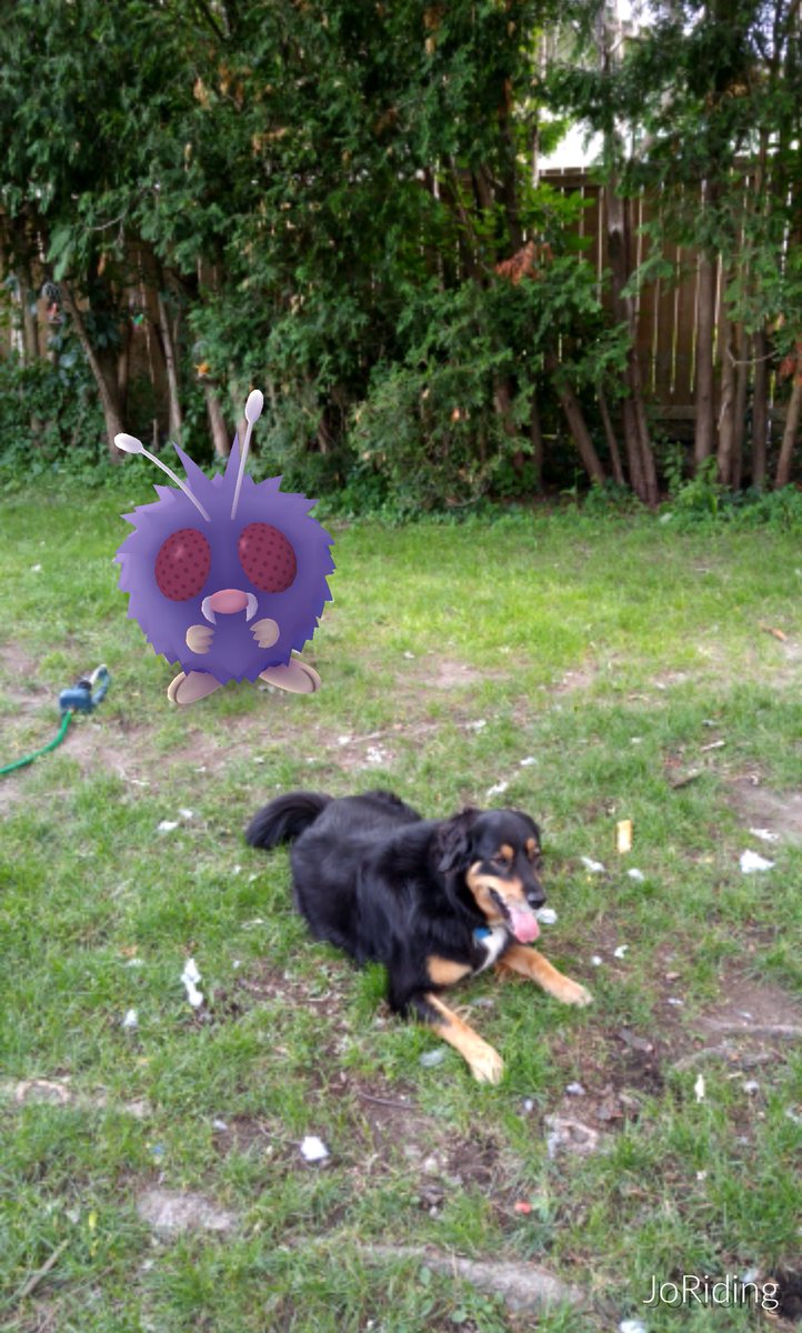 KaliSocialMutt's tweet photo. Chilling with my pal #Vennonat this afternoon! #Pokemon #pokemongo #dogsofpokemon #Ottawa https://t.co/zqw9zkkNQb