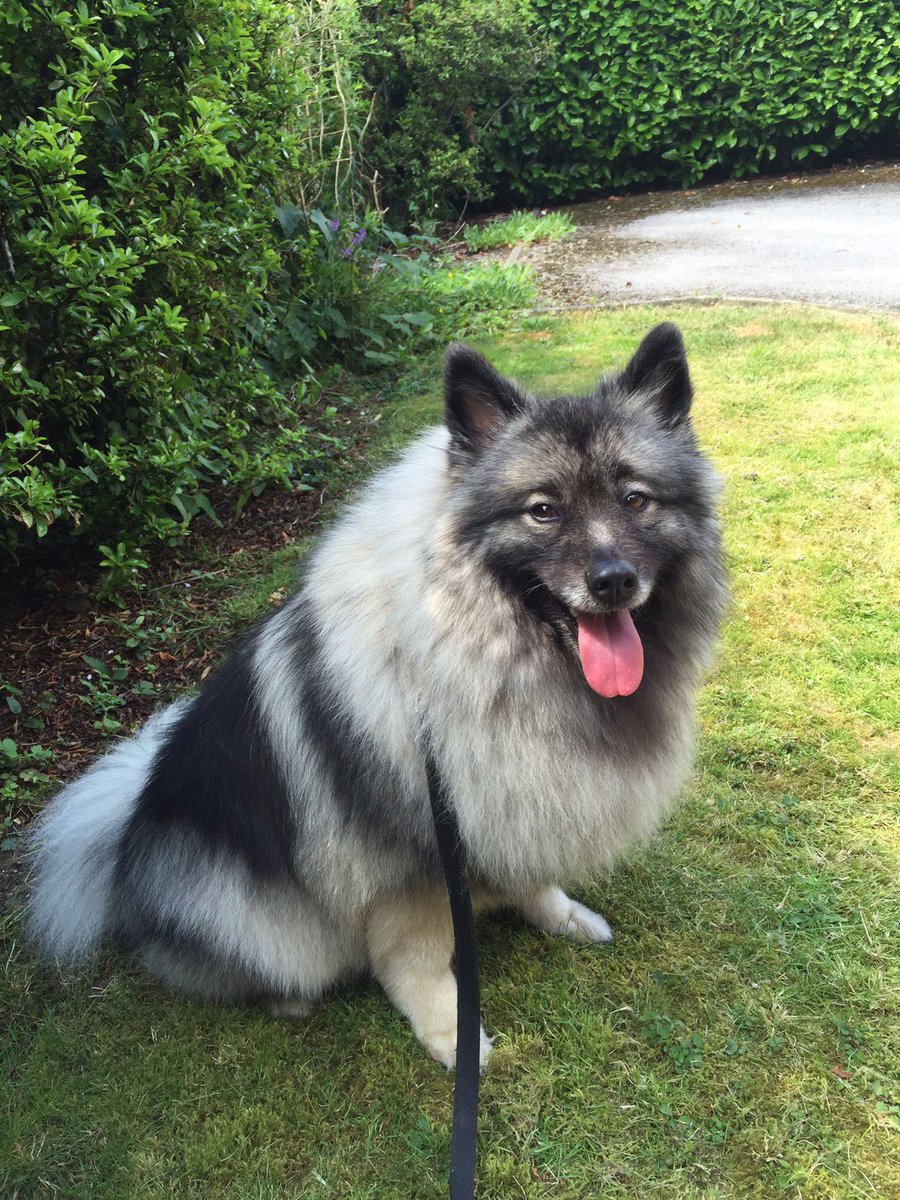 PawsParlourVan's tweet photo. Say cheese! 😂😂🐾🐾💜💜 #dogsofWinchester #beautifulpets https://t.co/EarQXEPMqT