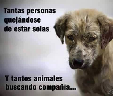 RescateAnimal's tweet photo. ¡Adopta un peludo! ¡Llena tu vida de amor y felicidad! https://t.co/1Y6xBKCT4E
