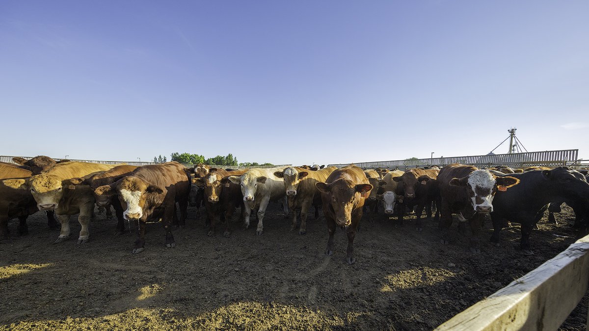 Kasko Cattle Co. tweet media