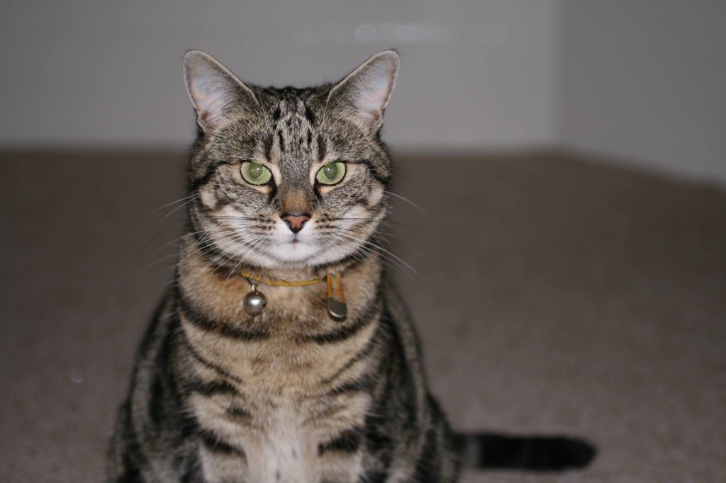 MrsPJ2's tweet photo. @CatsProtection Daisy from Battlefield in Glasgow.  Had her 9 yrs.  Disappeared 5 yrs ago. Chipped https://t.co/h9KS1WL5gC