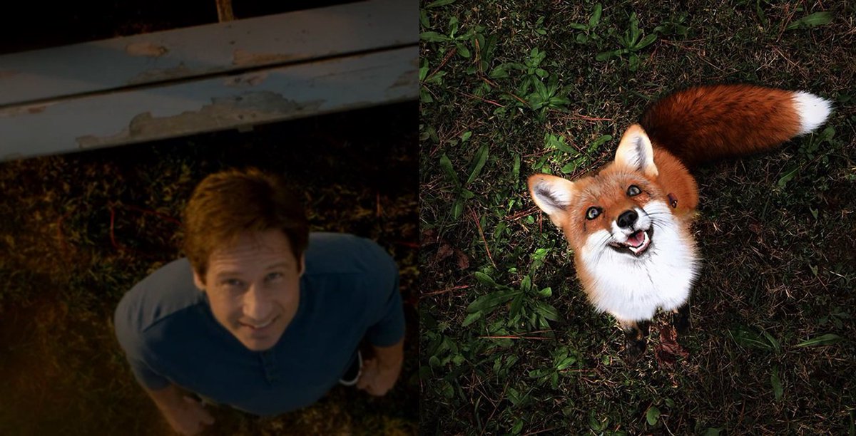 xphile7's tweet photo. Fox and Fox
#TheXFiles #XFiles #Mulder https://t.co/f3vOIdKYCe