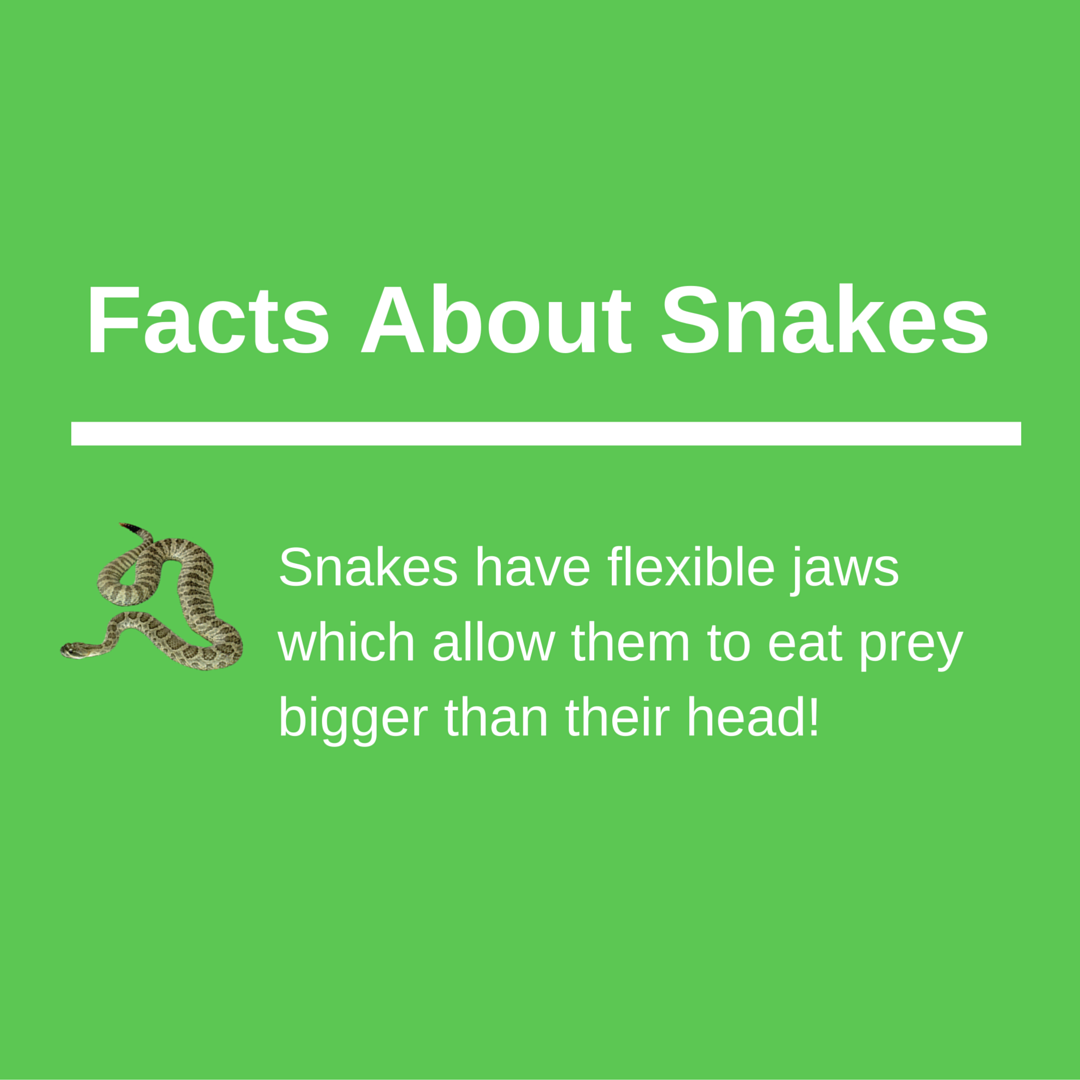 keepforests's tweet image. Share To Help Promote Awareness About Forest &amp;amp; Wildlife Conservation: KeepForests.com